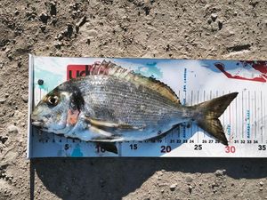 Gilthead Seabream