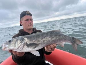 European Bass (Seabass)