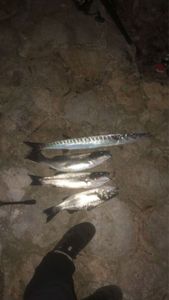 European Bass (Seabass)