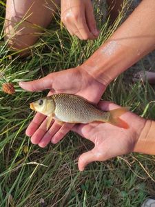 Common Carp