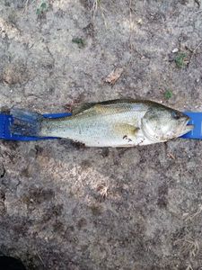 Largemouth Bass