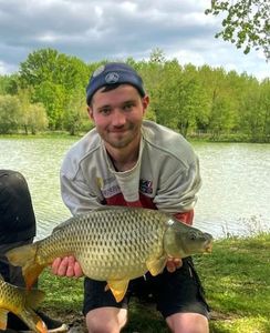 Common Carp