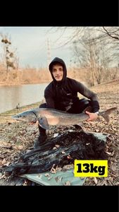 Sturgeon
