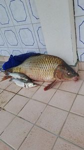 Black Sea Bass