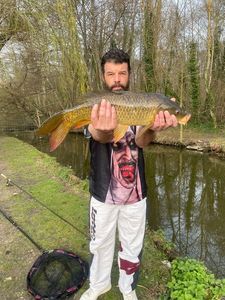 Common Carp