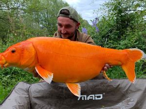 Koï Fish