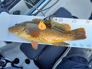 Ballan Wrasse