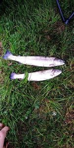 Rainbow Trout