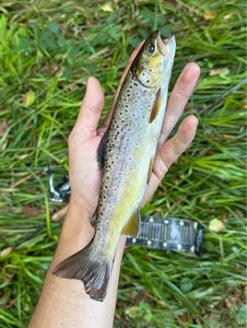 Brown Trout