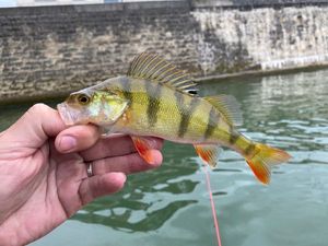 European Perch