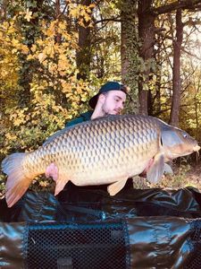 Common Carp
