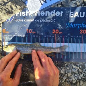 Arctic Char