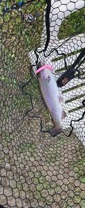 Rainbow Trout