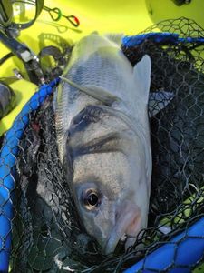 European Bass (Seabass)
