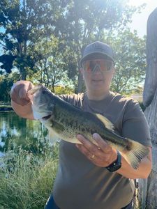 Largemouth Bass