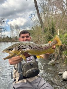 Brown Trout