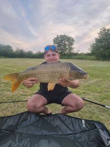 Common Carp