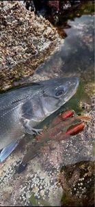 European Bass (Seabass)