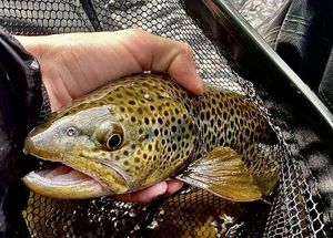 Brown Trout