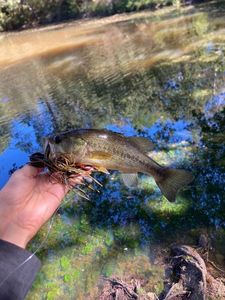 Largemouth Bass