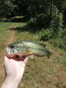 Smallmouth Bass