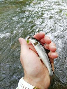 Atlantic Salmon (Juvenile)