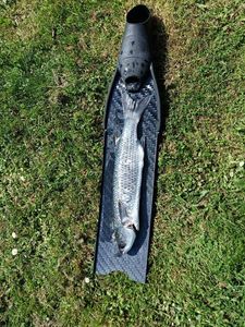 Thicklip Grey Mullet