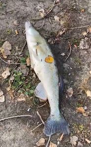 Zander