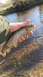 Brown Trout