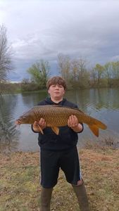 Common Carp
