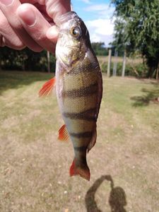 European Perch