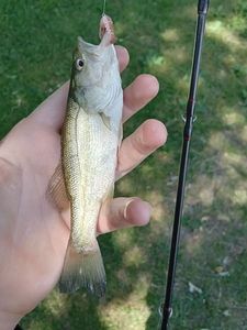 Largemouth Bass