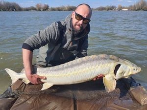 Sturgeon