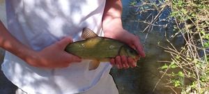 Tench