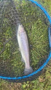 Rainbow Trout