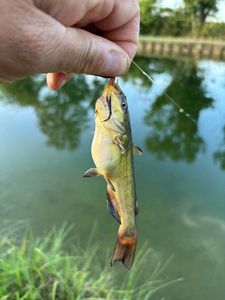 Black Bullhead