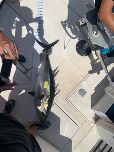 Bluefin Tuna