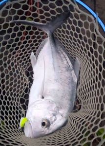 Giant Trevally (GT)