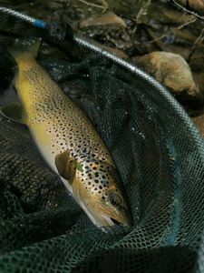 Brown Trout