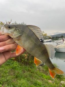 European Perch