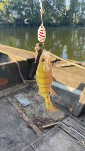 European Perch