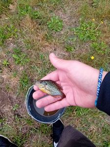 Green Sunfish