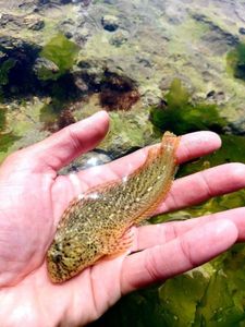Common Intertidal Fish