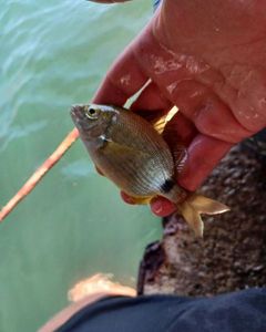 Annular Seabream