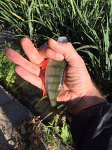 European Perch