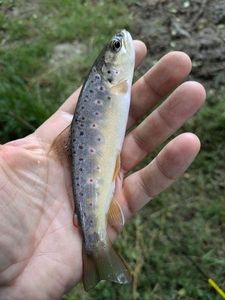 Brown Trout