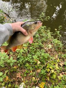 European Perch