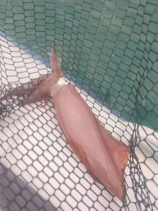 European Squid