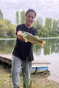 Largemouth Bass