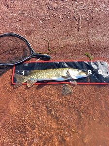 Northern Pike